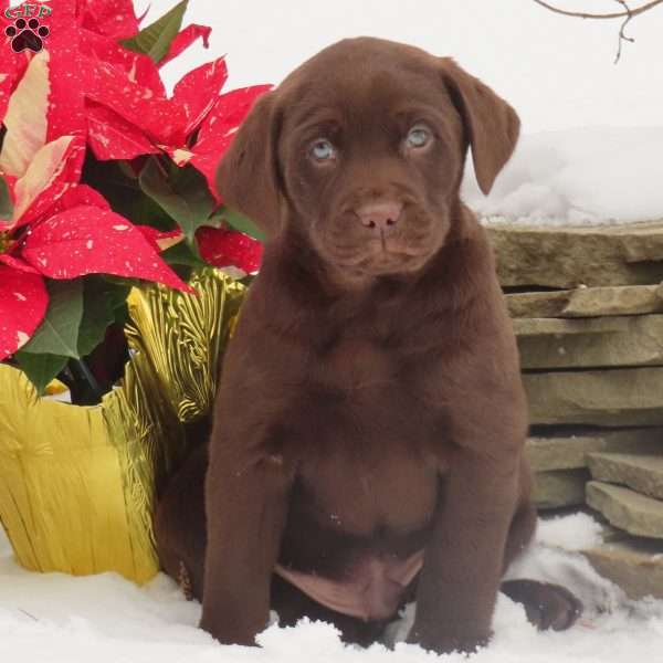 Hunter, Chocolate Labrador Retriever Puppy